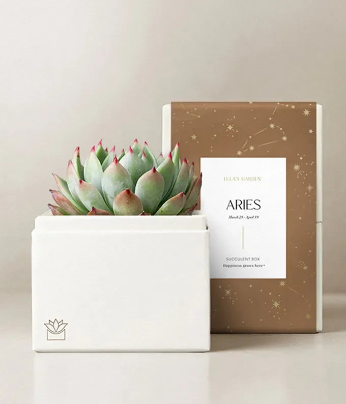 Lula's Garden Aries Bliss Succulent Garden - Black Petals