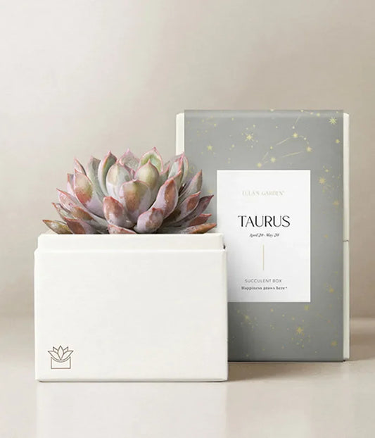 Lula's Garden Aries Bliss Succulent Garden - Black Petals