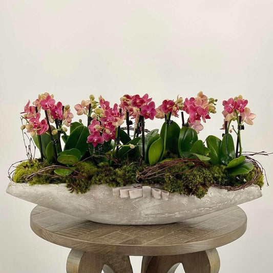 Mini Fuchsia Orchids - Black Petals