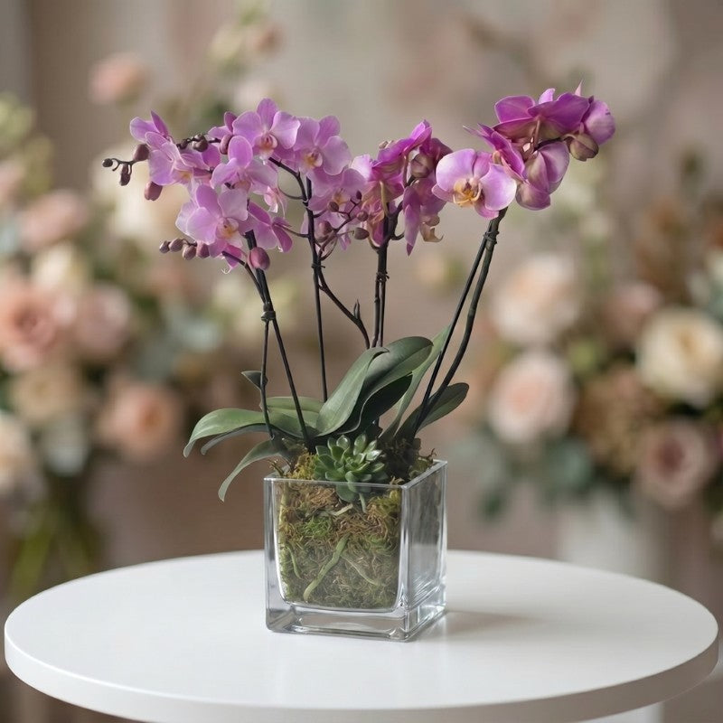 Elegant mini purple orchid plant in a glass cube container with moss and succulent, ideal for home décor, gifting, and office spaces.