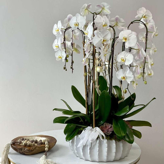 Oceanside Bliss Orchid Garden - Black Petals
