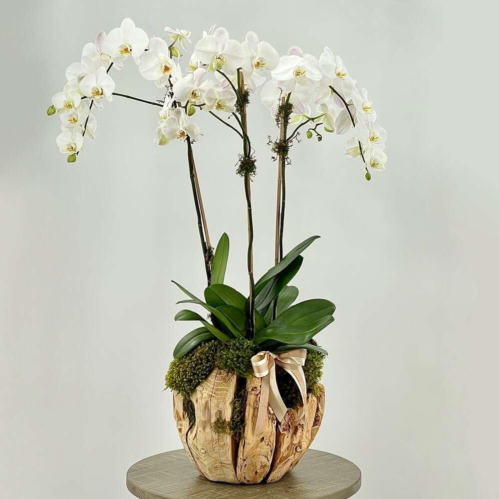 Orchids in the Desert - Black Petals