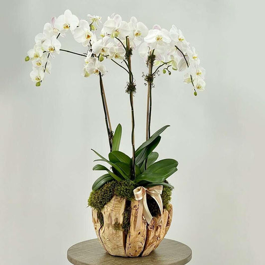 Orchids in the Desert - Black Petals