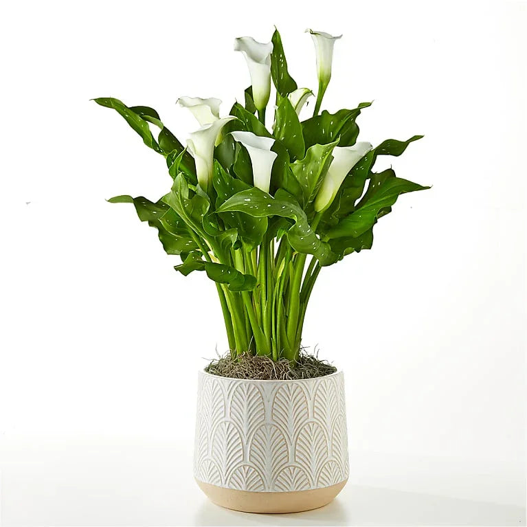 Classic White Calla Lily - Black Petals