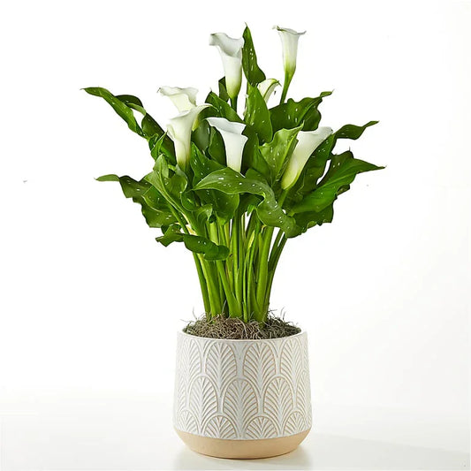 Classic White Calla Lily - Black Petals