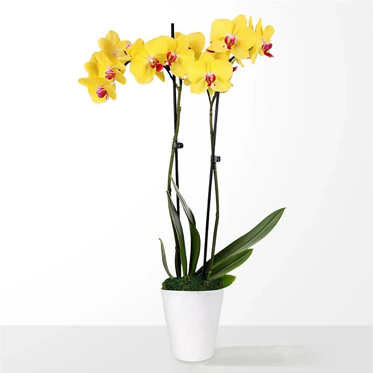 Petite Yellow Orchid - Black Petals