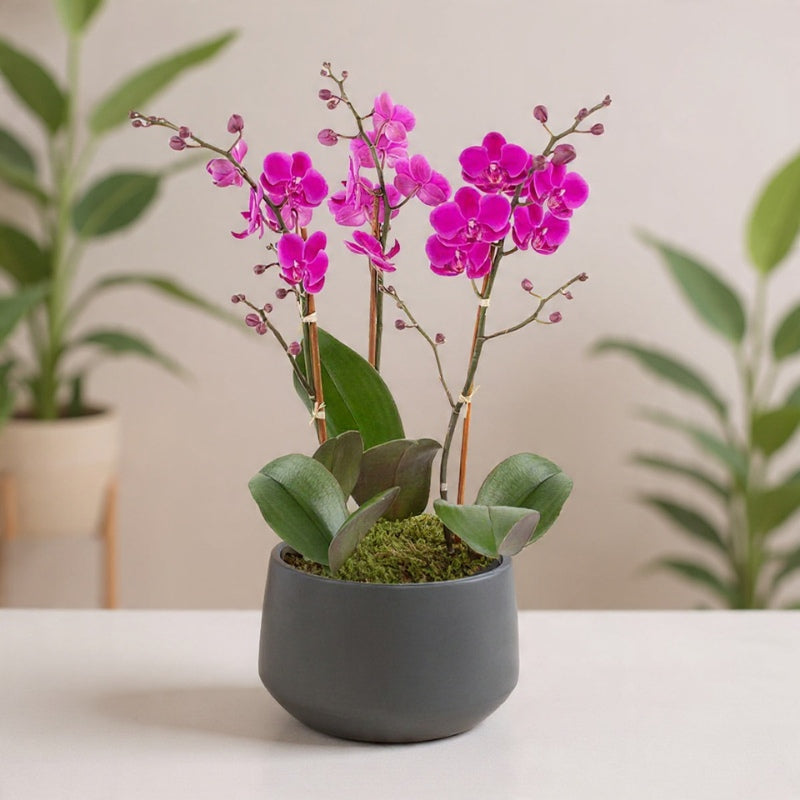 Orquídea de 3 tallos Mini Phalaenopsis Luna Oblong
