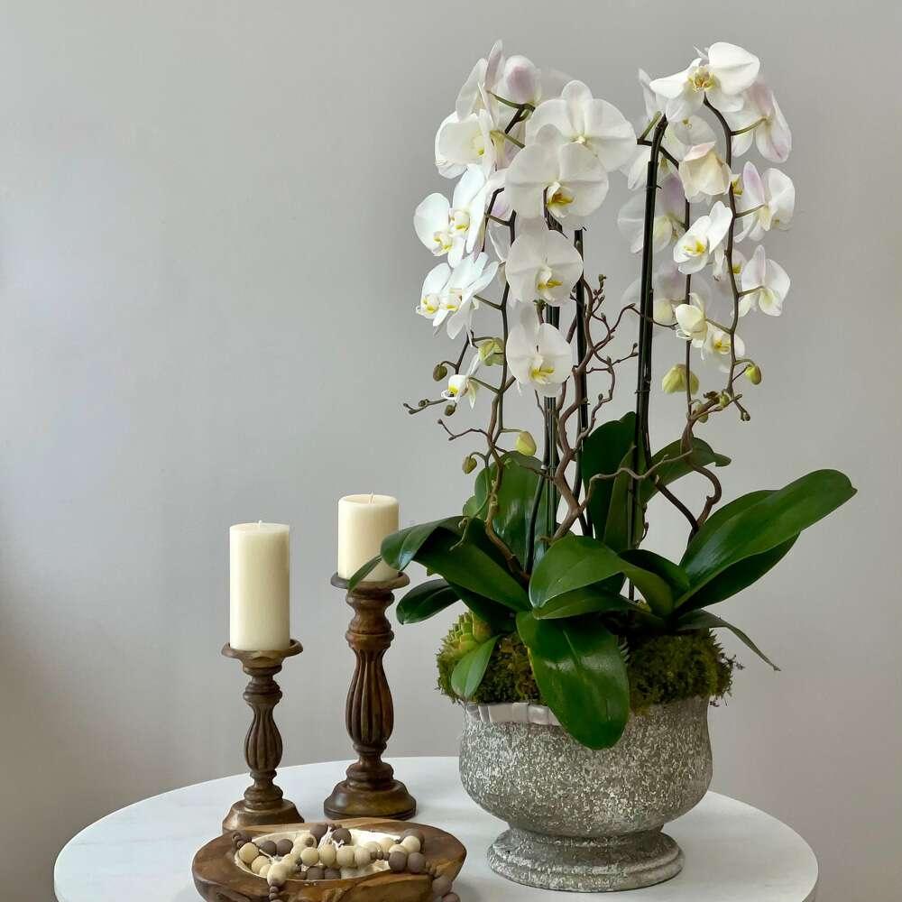 Satin Orchid Love - Black Petals