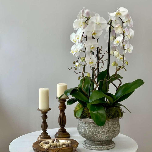 Satin Orchid Love - Black Petals