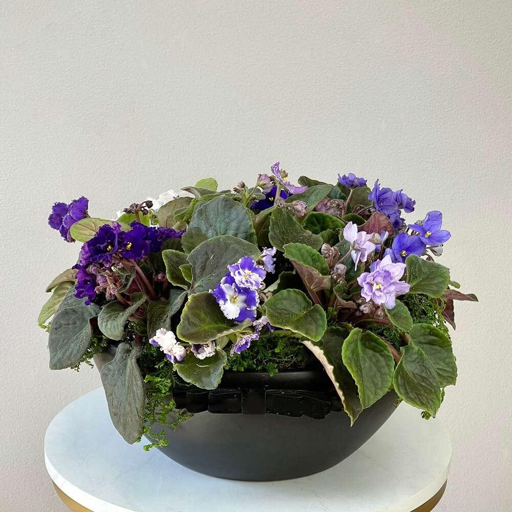 The Violet Saintpaulia - Black Petals