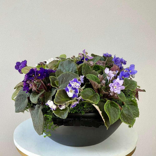 The Violet Saintpaulia - Black Petals