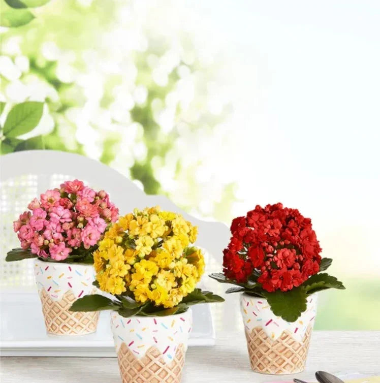 Sweet Treat Mini Plant Trio - Black Petals