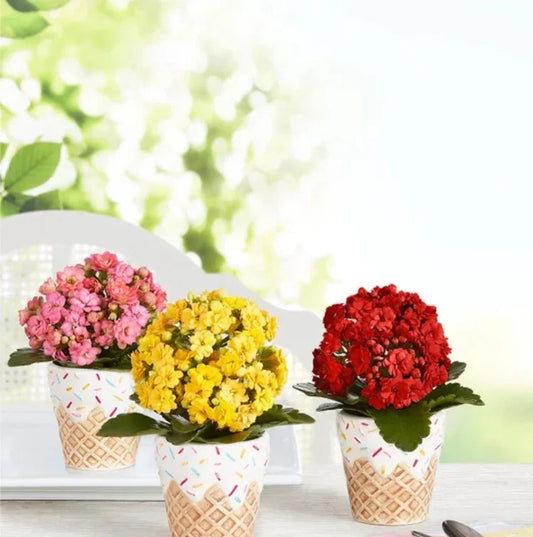 Sweet Treat Mini Plant Trio - Black Petals