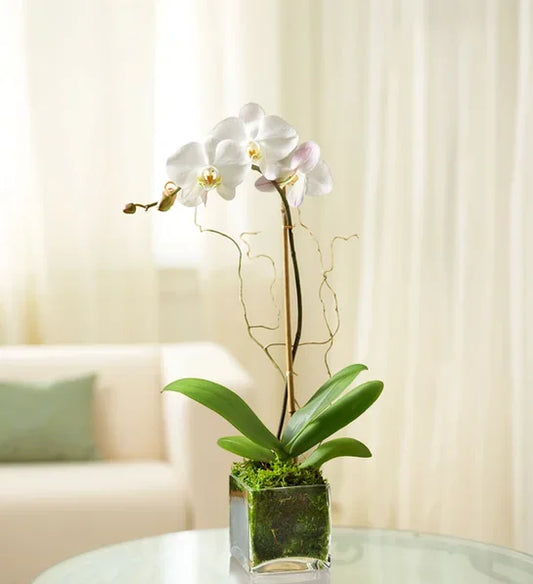 White Phalaenopsis Orchid - Black Petals