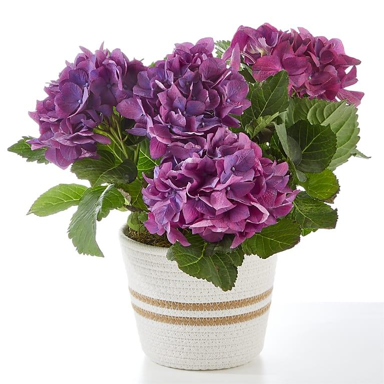 Pretty Purple Hydrangea - Black Petals