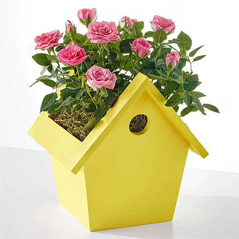 Hello Sunshine Mini Rose - Black Petals
