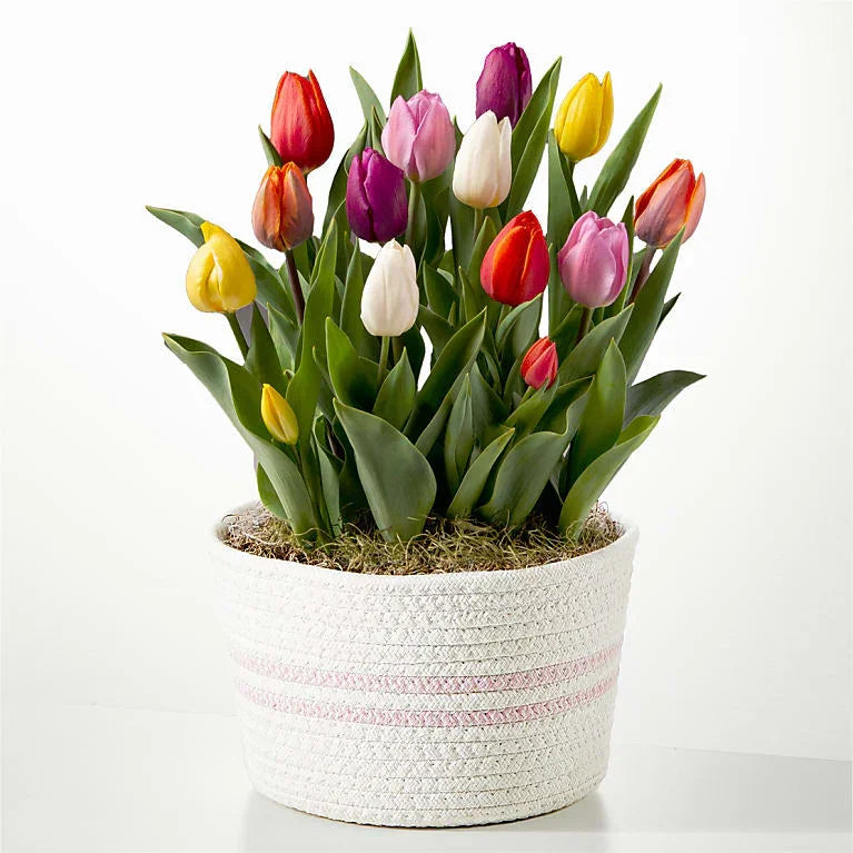 Rainbow Tulip Bulb Garden - Black Petals