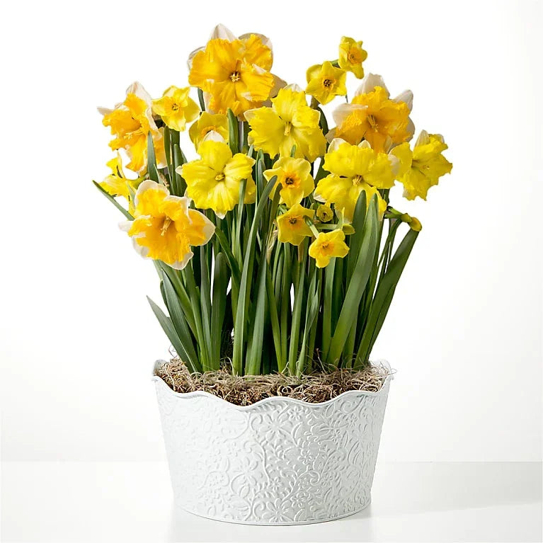 So Golden Daffodil Bulb Garden - Black Petals