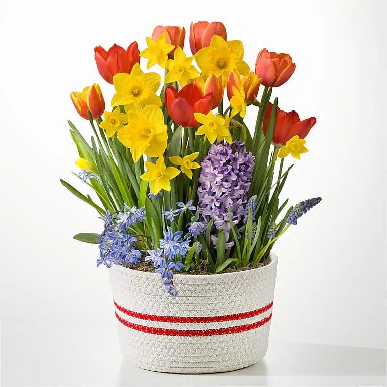 Spring has Spring Bulb Garden - Black Petals