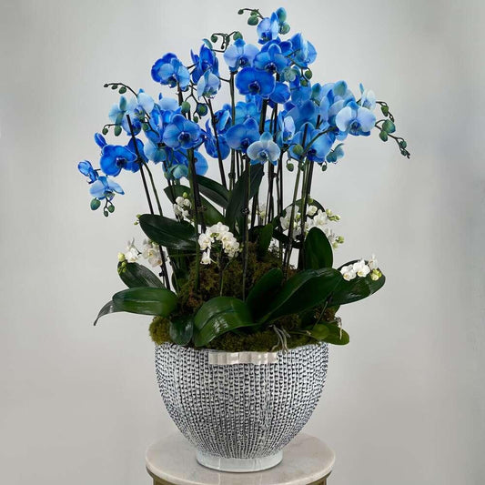 BP Blue Orchids in Large Size - Black Petals