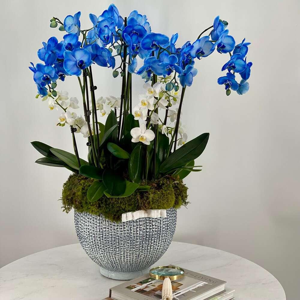 BP Blue Orchids in Medium Size - Black Petals