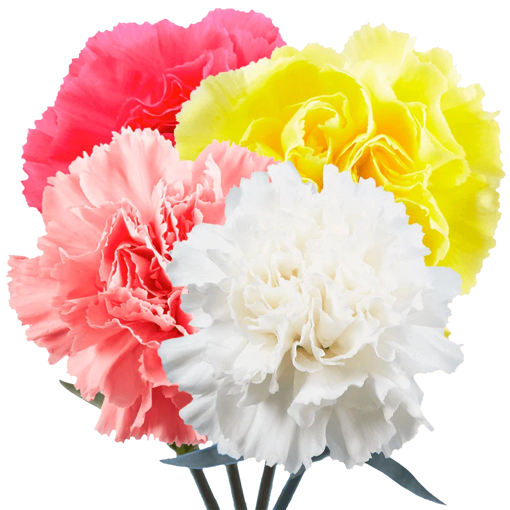 Choose Quantity and Color of Carnations - Black Petals