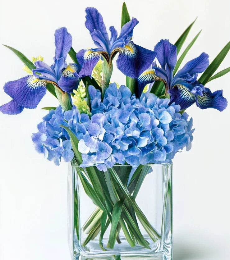 Full Blue Hydrangea - Black Petals