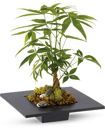 Money Tree - Black Petals