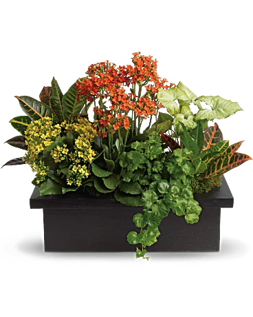 Black Petal's Stylish Plant Assortment - Black Petals