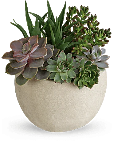 Black Petal's Desert Beauty Succulent Garden - Black Petals