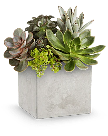 Black Petal's Concrete Oasis Succulent Garden - Black Petals
