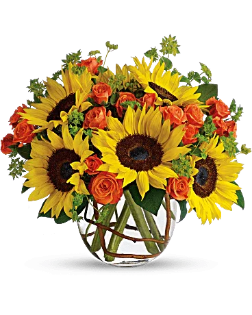 Sunny Sunflowers - Black Petals