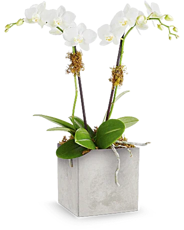 Black Petal's Orchid Artistry - Black Petals