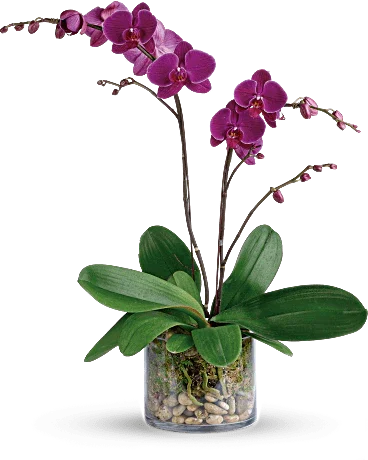 Glorious Gratitude Orchid - Black Petals