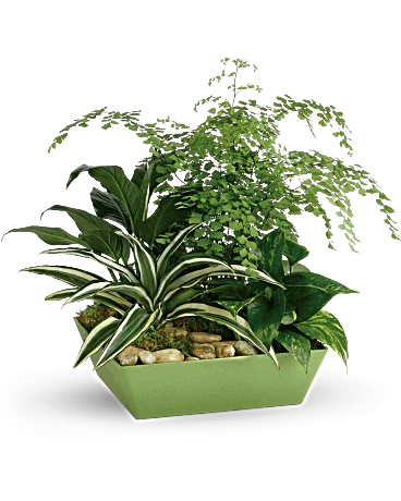 Forever Green Plant Garden - Black Petals