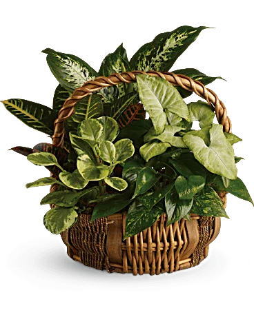 Emerald Garden Basket By Black Petals - Black Petals