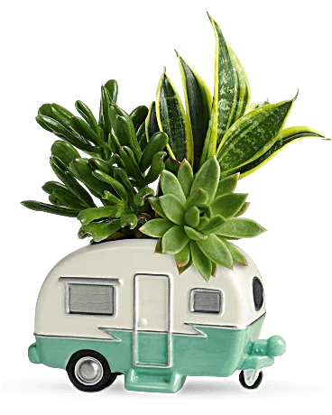 Black Petal's Cool Camper Succulent Garden - Black Petals
