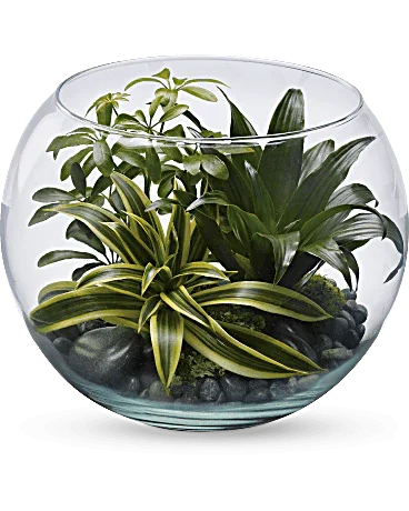 Black Petal's Sphere Of Tranquility Terrarium - Black Petals