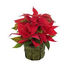 Traditional Holiday Poinsetta - Black Petals