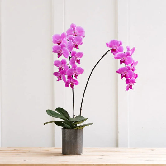 Epic Phal - Black Petals