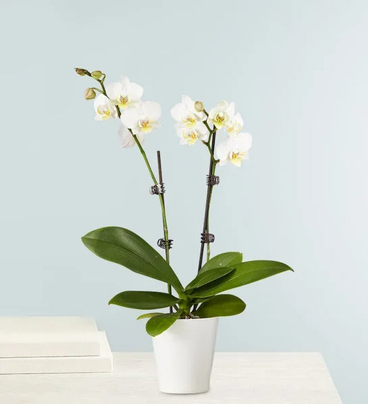 Double White Orchid Plant - Black Petals
