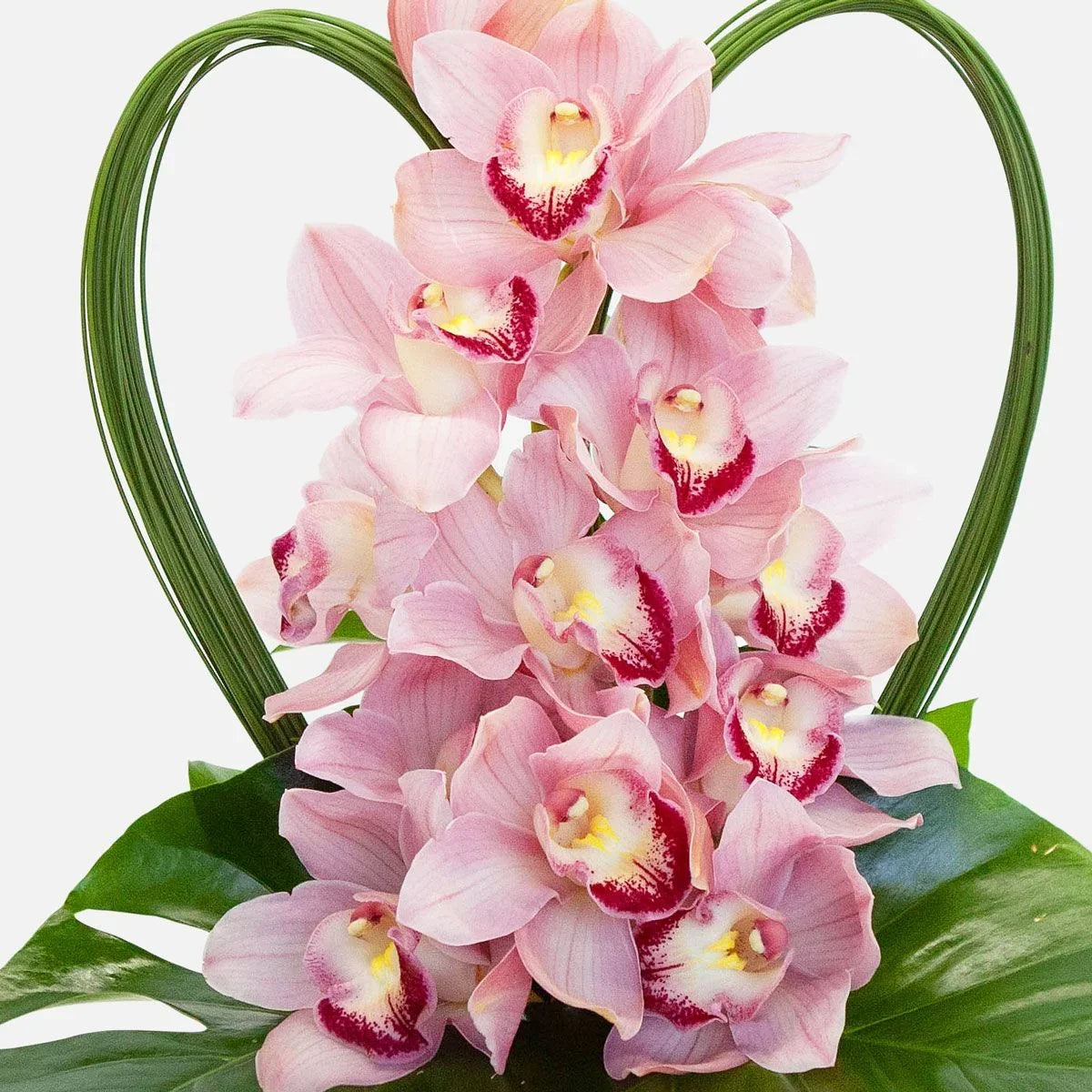 Beuatiful Pandora
