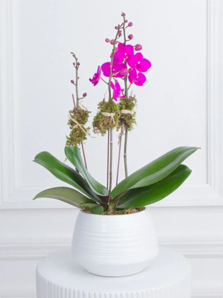 Magenta Orchid - Black Petals