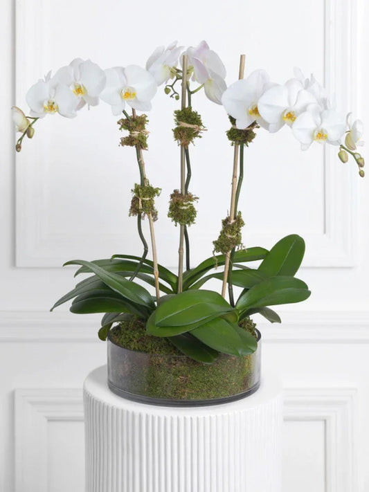 Triple White Orchid - Black Petals