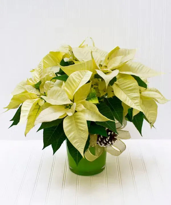 White Poinsettia Plant - Black Petals