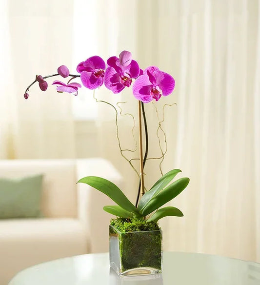 Purple Phalaenopsis Orchid - Black Petals