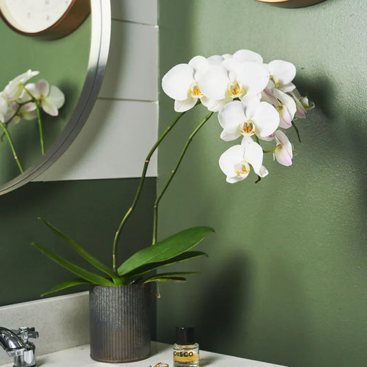 Phal Safe - Black Petals
