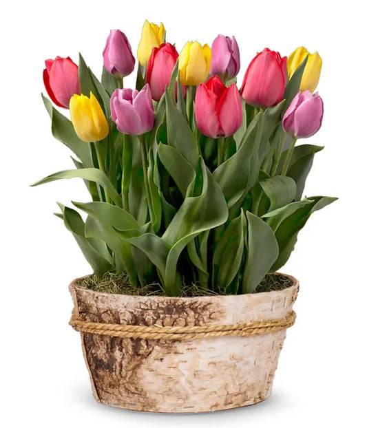 Rainbow Tulip Bulb Garden - Black Petals