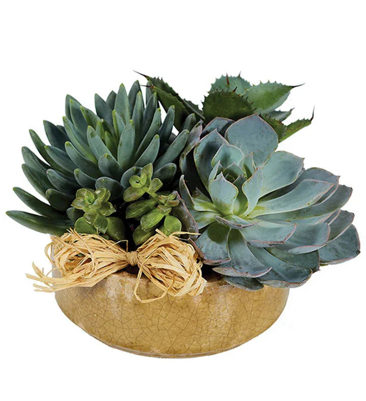 Succulent Garden - Black Petals