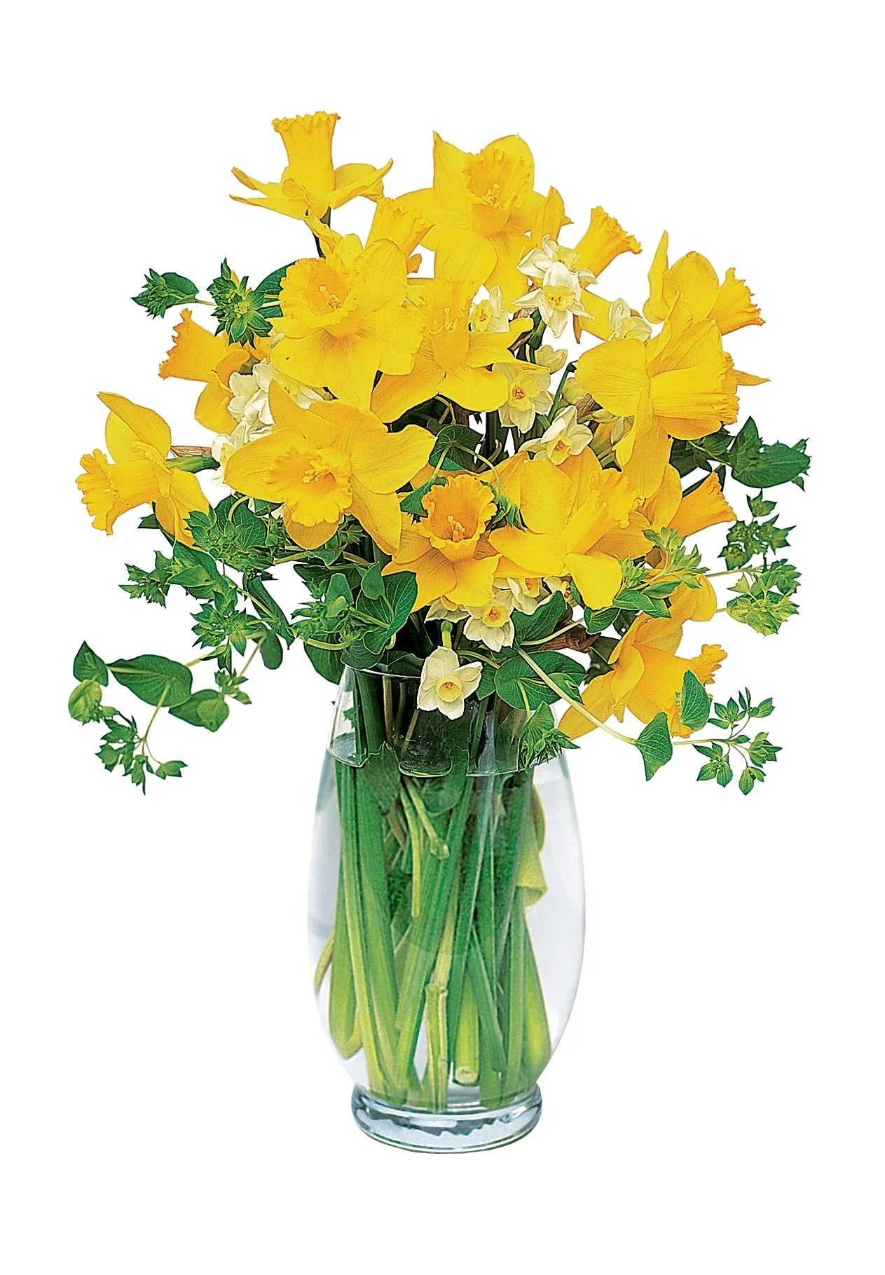 Charming Daffodils - Black Petals